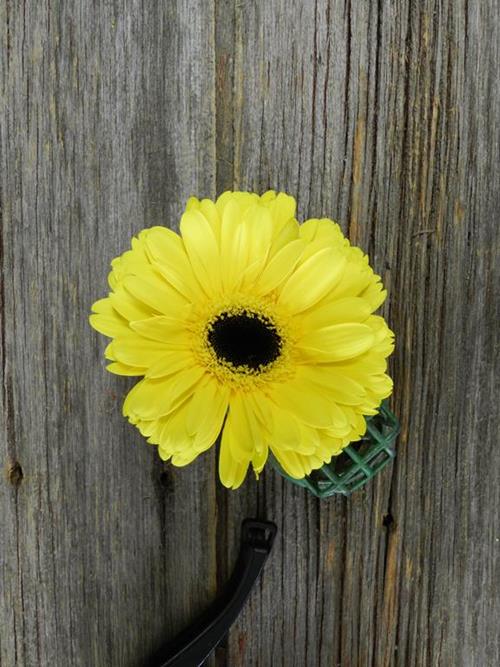 YELLOW GERBERAS